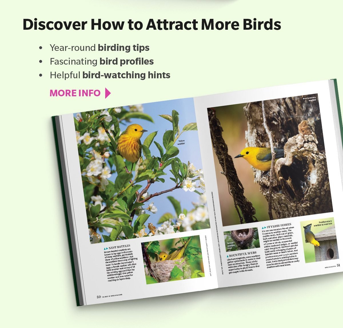 Discover How to Attract More Birds