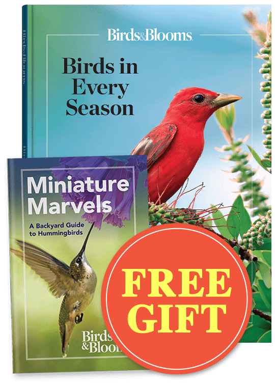 BIRDS IN EVERY SEASON and Your FREE GIFT!