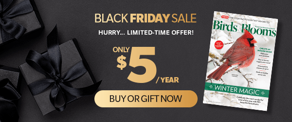 Birds & Blooms | Black Friday $5 DEAL!