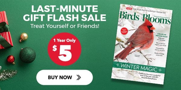 Birds & Blooms | Last-Minute gift flash sale | Treat yourself of friend! | 1 Year only $5 