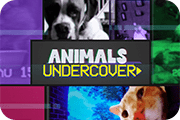 Animals Undercover