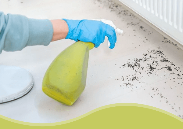 Antsy About Pests? Here's How to Get Rid of Them—for Good!