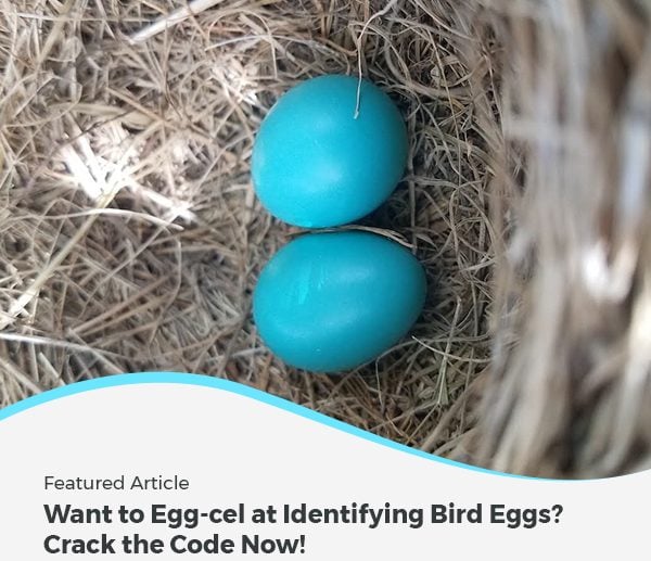 Want to Egg-cel at Identifying Bird Eggs? Crack the Code Now!