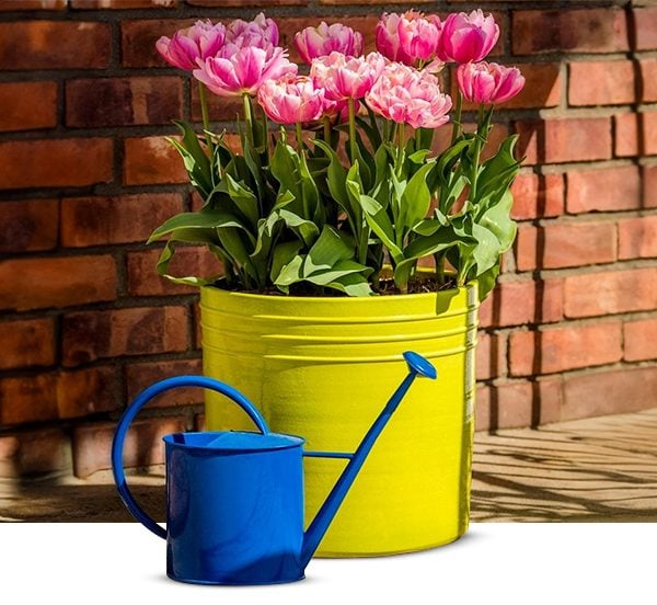 Water Your Garden Like a Pro!