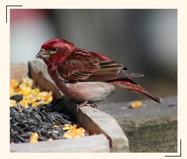 A DIY Snack Board That's for the Birds!