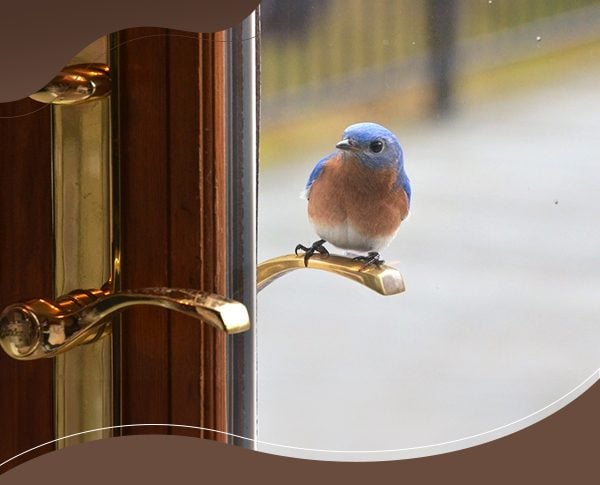 What It Could Mean When a Bird Visits Your Home