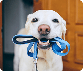 Happy golden retriever dog with blue leash