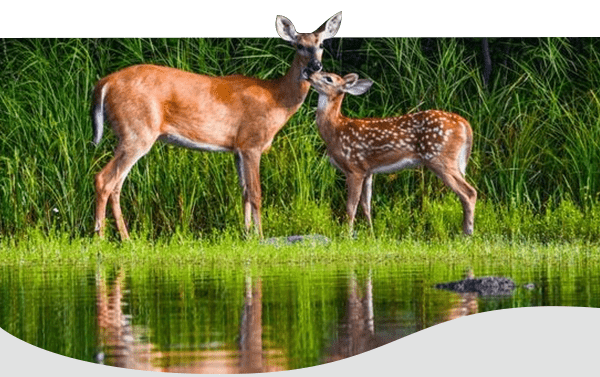 A Different Kind of Backyard Project