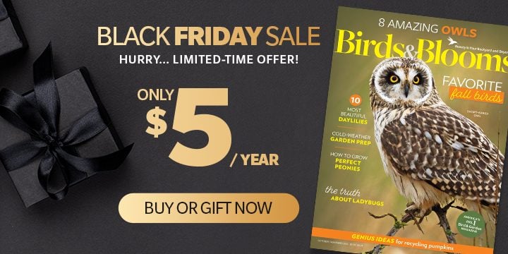 black friday sale hurry limited time offer! | buy or gift now 