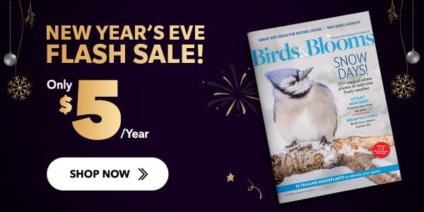 New Year's Eve Flash Sale! 