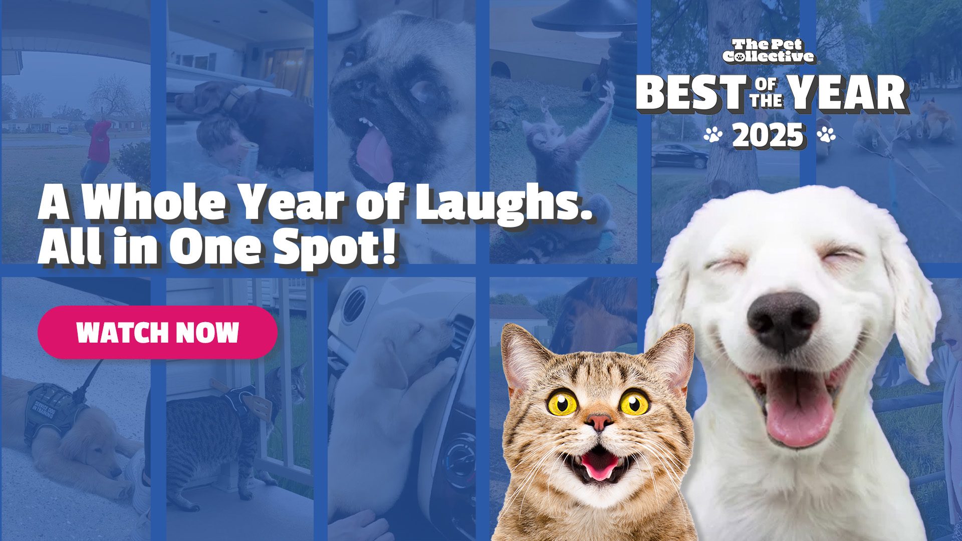The Pet Collective Best of the Year 2025