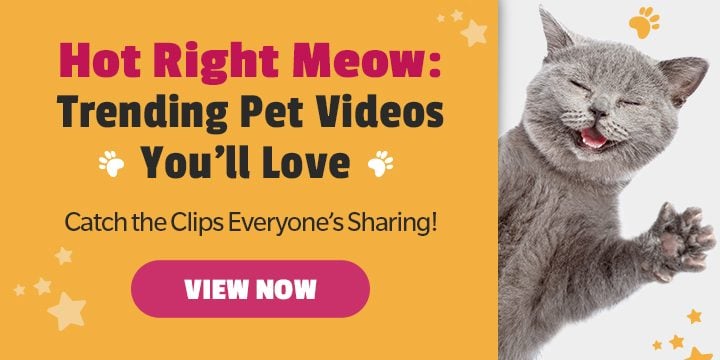 Hot Right Meow: Trending Pet Videos you'll Love