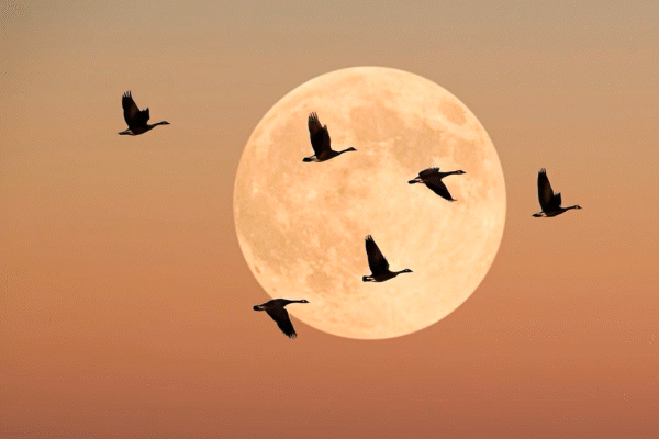 The Smart Science Behind Geese Flying in a V