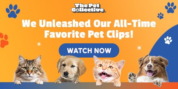 We Unleashed Our All-Time Favorite Pet Clips!