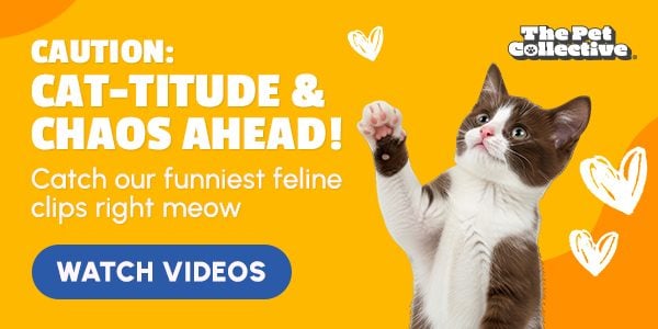 caution: cat-titude & chaos ahead!