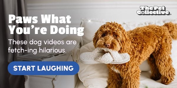 paws what you're doing