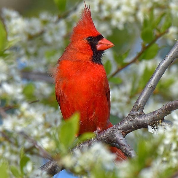 Red Male Cardinal