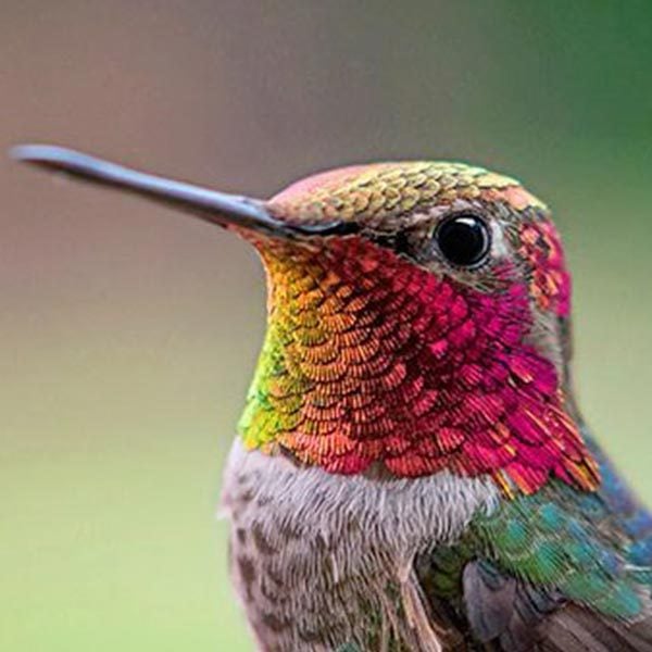 Colorful Hummingbird