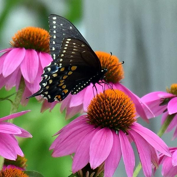 Butterfly on Flower